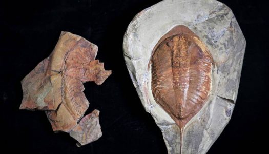 Descobertos fósseis de trilobites com 478 milhões de anos