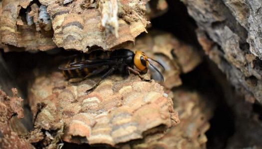 UTAD integra projeto tecnológico para controlo ativo da vespa asiática